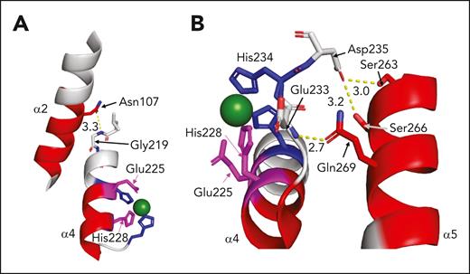 Potential contacts between the M regions with increased deuterium uptake (magenta: active site residues; red: other M residues) and the other regions of the M domain in the presence of scFv3-1. Zinc ion is depicted as a green sphere. (A) A polar contact between the side chain of Asn107 in the α2 helix and the backbone of Gly219 in the α4 helix, which contains 3 of the 4 residues in the active site, is illustrated. (B) Polar contacts between the side chain of Gln269 in the α5 helix and the backbone of Glu233 immediately N-terminal to His234, which helps coordinate the zinc ion; and the side chains of α5 residues S263 and S266 with the side chain of Asp235 immediately C-terminal to His234, are illustrated.