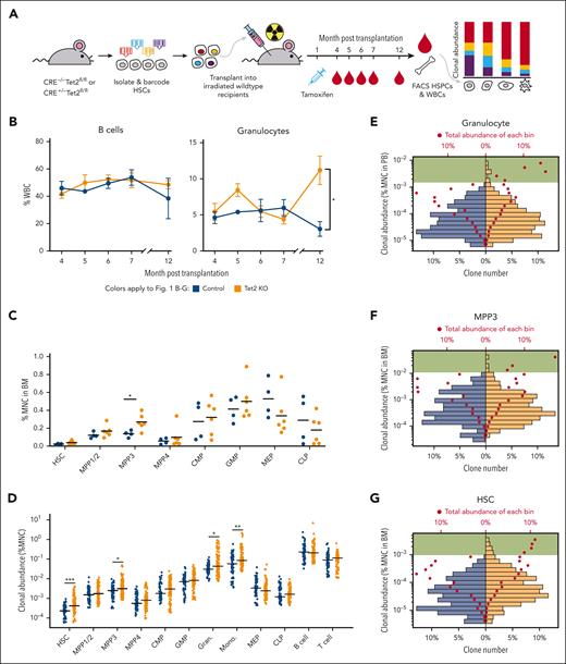 Heterogeneous cellular expansion induced by Tet2 KO. (A) Experimental workflow. HSCs from Rosa26-CreERT2+/−Tet2fl/fl mice and Rosa26-CreERT2–/–Tet2fl/fl littermate mice were barcoded and transplanted into wild-type recipients. Tet2 KO was induced 1 month after transplantation via tamoxifen injection. The experiment was performed twice. The combined results of 4 control mice and 6 Tet2 KO mice are shown. (B) Peripheral blood analysis via fluorescence-activated cell sorting (FACS). The abundance of B cells and granulocytes in control and Tet2 KO mice are shown. Error bars represent SEM. Two-tailed t test. (C) FACS analysis of HSPCs at the end point, 13 months after transplantation. Bars show the mean of control and Tet2 KO groups. Two-tailed t test. (D) The clonal abundance of the top 15 most abundant clones in each mouse. Each dot represents 1 clone. Bars show the median of the control and Tet2 KO groups. Control clones n = 60 and Tet2 KO clones n = 90. Two-tailed Mann-Whitney U test. (E-G) Distribution of granulocyte clonal abundance in the peripheral blood (PB) (E) and distribution of MPP3 (F) and HSC (G) clonal abundance in the BM. The bottom x-axis denotes the percent of unique clones in respective groups shown as bars. The top x-axis denotes the total abundance as a percent of the corresponding cell type for each bar shown as red dots. Green highlights bars that represent high-abundance clones are only found in the Tet2 KO group. Shown are clones from all mice in each group. ∗P < .05; ∗∗P < .01; ∗∗∗P < .001. BM, bone marrow; CMP, common myeloid progenitor; GMP, granulocyte-monocyte progenitor; MEP, megakaryocyte–erythroid progenitor; MNC, mononuclear cell; SEM, standard error of mean; WBCs, white blood cells.