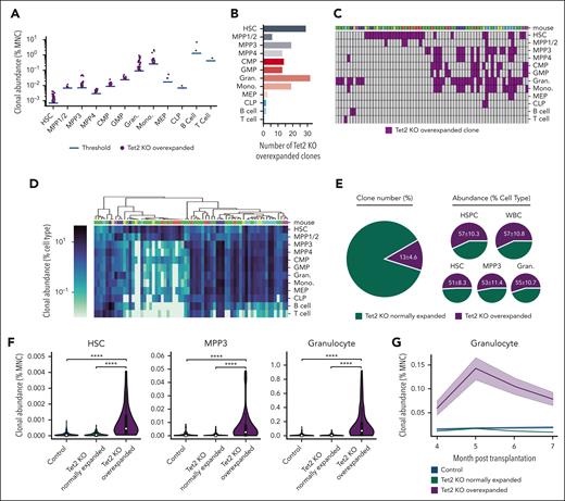 Preleukemic clonal expansion in Tet2 KO mice is driven by rare, overexpanded clones. (A) Tet2 KO overexpanded clones are defined as clones whose abundances are greater than the most abundant clone in control mice. The blue bar shows the average abundance of the most abundant clone from each of the 4 control mice, which was used as the threshold to identify overexpanded clones. Each dot represents 1 overexpanded clone. (B) The number of Tet2 KO overexpanded clones in each cell type. (C) Tet2 KO overexpanded clones across cell types. Each column represents 1 unique clone. Some clones are identified as overexpanded in multiple cell types. (D) Hierarchical clustering of Tet2 KO overexpanded clones based on their abundance in different cell types. (C-D) Clones identified from the same mouse are indicated as a unique color (top). (E) Numbers and abundances of Tet2 KO overexpanded clones among all Tet2 KO clones. (F) Comparing HSC and MPP3 clonal abundance in the BM and granulocyte clonal abundance in the peripheral blood of control, Tet2 KO normally expanded and overly expanded clones. White dots represent the median. Two-tailed Mann-Whitney U test. ∗∗∗∗P < .0001. (G) The clonal abundance of granulocytes in the peripheral blood before population-level expansion is detected. Shaded regions represent SEM.