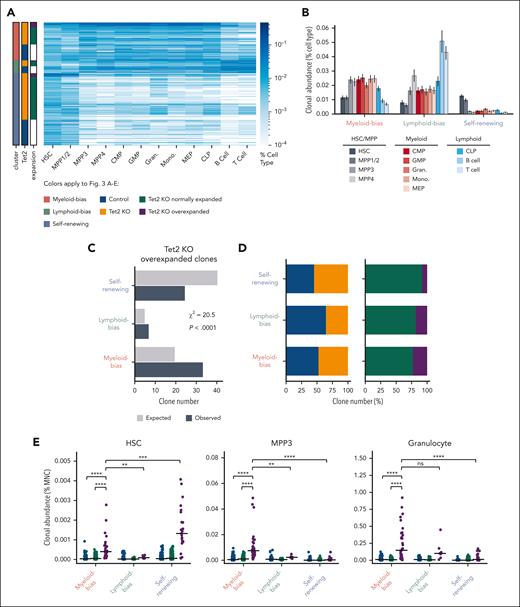Overexpanded myeloid-biased Tet2 KO clones drive MPP3 and granulocyte expansion. (A) Hierarchical clustering of all clones from control and Tet2 KO mice identifies 3 major clusters. Clones in each cluster are grouped by Tet2 genotype and expansion profiles. Overexpanded clones were determined as shown in Figure 2A. (B) The average clonal abundance of each cell type in the 3 major clusters from (A). Error bars represent standard deviation. (C) Expected and observed number of Tet2 KO overexpanded clones in each cluster. The expected clone numbers are calculated based on the frequency in each cluster of all detected clones from the control and KO groups. χ2 = 20.5; P < .0001. (D) Number of unique clones across the 3 clusters. (E) HSC and MPP3 clonal abundance in the BM and granulocyte clonal abundance in the peripheral blood of control and Tet2 KO normally expanded and Tet2 KO overexpanded clones across the 3 clusters. Bars represent the median. Two-tailed Mann-Whitney U test. ns: not significant. ∗∗P < .01; ∗∗∗P < .001; ∗∗∗∗P < .0001.