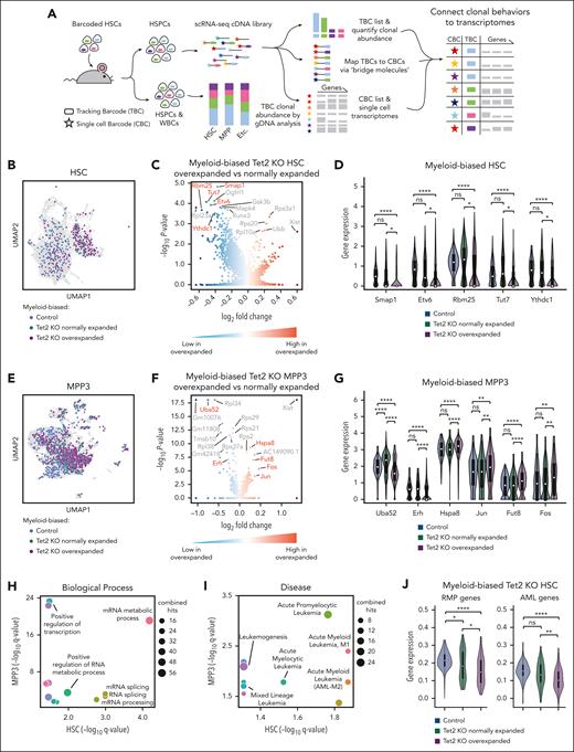 Overexpanded myeloid-biased Tet2 KO clones exhibit significantly reduced expression of genes associated with RNA splicing and AML. (A) Workflow to connect clonal tracking data to single-cell gene expression profiles. (B) Uniform manifold approximation and projection (UMAP) visualization of myeloid-biased HSCs. (C) Differentially expressed genes comparing overly expanded and normally expanded HSCs that are myeloid-biased and Tet2 KO. The complete gene list is available in supplemental Table 2. (D) Examples of significantly differentially expressed genes are highlighted in red font in panel C. (E) UMAP visualization of myeloid-biased MPP3s. (B,E) Colors highlight cells identified as derived from myeloid-biased clones. The rest of the cells are shown in gray. (F) Differentially expressed genes comparing overly expanded and normally expanded MPP3s that are myeloid-biased and Tet2 KO. The complete gene list is available in supplemental Table 2. (G) Examples of significantly differentially expressed genes are highlighted in red font in (F). (D,G) One-side Mann-Whitney U test. The adjusted P values (Benjamini–Hochberg correction) are shown. (H,I) Gene ontology (GO) analysis of significantly differentially expressed genes (adjusted P < .1) from panels C and F. All the GO terms associated with biological processes (H) and diseases (I) shared by the GO analysis of HSC and MPP3 data are shown. The complete GO list is available in supplemental Table 2. (J) Comparing averaged expression of all genes associated with the mRNA metabolic process GO terms (GO:0016071) and AML (C0026998). Two-tailed Mann-Whitney U test. ∗P < .05; ∗∗P < .01; ∗∗∗P < .001; ∗∗∗∗P < .0001.