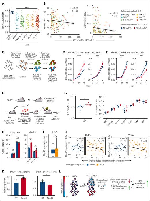Repression of the RNA splicing factor Rbm25 accelerates the expansion of Tet2 KO HSPCs. (A) Rbm25 expression in AML with preleukemic mutations from patients. Controls are CD34+ BM cells from healthy individuals. Healthy CD34+ n = 16, TET2mut n = 38, DNMT3Amut n = 72, ASXL1mut n = 29, IDH2mut n = 41, and NPM1mut n = 93. Two-tailed t test. (B) Spearman correlation (rs) of WBC count with Rbm25 expression (left) or with overall survival (right) of patients with AML carrying preleukemic mutations as shown in panel A. (A-B) Data derived from BEAT AML ELN2017 cohort.47,48 (C) Workflow for engineering leukemic cell lines to carry Tet2 KO and Rbm25 expression knockdown (CRISPRi) or Rbm25 expression activation (CRISPRa). Transduced cells were sorted after each transduction. (D) 3-(4,5-dimethylthiazol-2-yl)-5-(3-carboxymethoxyphenyl)-2-(4-sulfophenyl)-2H-tetrazolium (MTS) cell proliferation assay of Tet2 KO leukemic cell lines with CRISPRi of Rbm25. (E) MTS cell proliferation assay of Tet2 KO leukemic cell lines with CRISPRa of Rbm25. (D-E) Cells were transduced with either nongenomic targeting (NT; gray) or Rbm25-targeting (red) sgRNAs. Error bars represent SEM. Two-tailed t test. (F) Experimental workflow to determine the effect of Rbm25 expression on the expansion of Tet2 KO HSPCs. HSCs carrying heterozygous Tet2 KO and dCas9-KRAB were transduced with either NT sgRNAs or Rbm25-targeting sgRNAs. (G) Fraction of various types of HSPCs among all red fluorescent protein (RFP)+ MNCs in the BM 3 months after transplantation. RFP indicates successful transduction of sgRNAs. The experiment was performed twice. The combined results of 8 mice in the NT sgRNA group and 7 mice in the Rbm25 sgRNA group are shown. (H) Fraction of various types of blood cells among all RFP+ MNCs in the peripheral blood 6 months after the transplantation. The experiment was performed twice. The combined results of 7 mice in the NT sgRNA group and 5 mice in the Rbm25 sgRNA group are shown. (G-H) Each dot depicts data from 1 mouse. One-tailed t test. (I) Rbm25 expression in control and Tet2 KO HSCs. (J) Spearman correlation (rs) of clonal abundance and averaged expression level of Rbm25 in each myeloid-biased clone. Clonal abundance ranked from least to greatest, with rank 1 being the least abundant. (I-J) Data derived from the scRNA-seq experiment is shown in Figure 4. (K) Bcl2l1 mRNA isoform abundance in Tet2+/− Cas9-KRAB+/− HSPCs transduced with NT sgRNAs or Rbm25-targeting sgRNAs. One-tailed t test. (L) Model depicting how Tet2 KO and Rbm25 repression drive hematopoietic expansion. ∗P < .05; ∗∗P < .01; ∗∗∗P < .001; ∗∗∗∗P < .001.