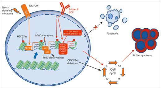 Various factors contribute to Richter transformation, including aberrant NOTCH1 signaling, increased c-MYC activity, and deletions and mutations of CDKN2A and TP53, as well as CLL subset 8, characterized by a specific chromatin activation pattern and transcription factor activity. CDKN2A, cyclin-dependent kinase inhibitor 2A; H3K27ac, histone 3 lysine 27 acetylation; KLF15, Krüppel-like factor 15; MYF6, myogenic factor 6; NICD, Notch intracellular domain; ZBTB7A, zinc finger and BTB domain-containing protein 7A; ZNF467, zinc finger protein 467.
