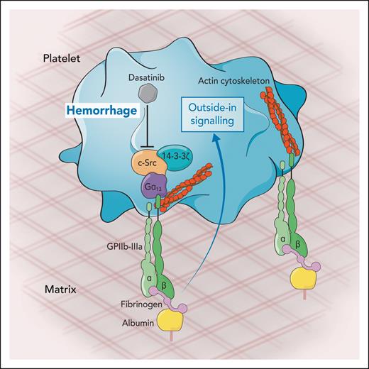 Platelet migration on fibrinogen surfaces measured ex vivo, after derivatization of albumin-coated matrices. The formation of lamellipodia is accomplished through the integrin receptor GPIIbIIIa. Fibrinogen binding to GPIIbIIIa triggers an outside-in signaling mediated by the kinases c-Src and 14-3-3ζ through the Gα13 that results in the reorganization of actin cytoskeleton and subsequent platelet migration. Dasatinib, a kinase inhibitor therapeutically used to treat chronic myeloid leukemia, inhibits platelet migration and is therefore associated with hemorrhage events observed during the treatment of leukemia patients. Professional illustration by Somersault18:24.