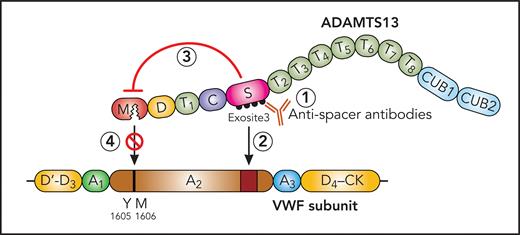 Proposed mechanism of ADAMTS13 inhibition by antispacer domain autoantibodies. ADAMTS13 with metalloprotease (M), disintegrin (D), 8 thrombospondin-type 1 (T1-8), cysteine-rich (C), spacer (S), and 2 CUB (CUB1,2) domains and VWF subunit with stretched A2 domain. ADAMTS13 inhibiting antispacer domain antibodies (1) bind to the spacer domain epitope (exosite 3), not merely inhibit exosite 3 interaction with VWF A2 domain (2), but exert an allosteric effect on the metalloprotease domain (3), impairing its access to the Y1605-M1606 cleavage site in the VWF A2 domain (4). Professional illustration by Patrick Lane, ScEYEnce Studios.
