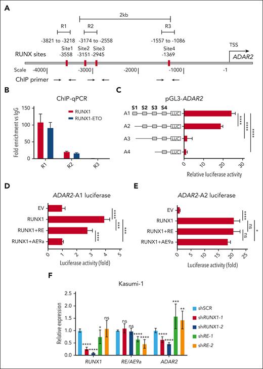 RUNX1-ETO and its truncated variant, AE9a, found in t(8:21) AML demonstrate dominant-negative effects on ADAR2 transcription. (A) Schematic diagram of the RUNX1 binding sites along the 4 kb region upstream of the TSS of the ADAR2 gene. The numbers below the double line indicate the nucleotide position with respect to the ADAR2 TSS. Black bars indicate 4 putative RUNX1 binding sites (TGTGGT) centered at positions −3558, −3151, −2945, and −1369 base pairs relative to the TSS. Black arrows indicate the locations of primers used for chromatin immunoprecipitation (ChIP) quantitative polymerase chain reaction (PCR). Notably, the primers were designed to amplify R1, R2, and R3 regions which cover site 1, sites 2 and 3, and site 4, respectively. (B) ChIP-qPCR analysis of RUNX1 or RUNX1-ETO protein binding to the indicated ADAR2 regulatory region (R1, R2, or R3) in Kasumi-1 cells. Anti-RUNX1 or anti-ETO antibodies were used to pull down RUNX1 or RUNX1-ETO, respectively. Immunoglobulin G (IgG) was used as a negative control. Notably, the anti-RUNX1 antibody recognizes the 200 to 300 amino acids of RUNX1 protein and only recognizes RUNX1, whereas the anti-ETO antibody was used for immunoprecipitation to specifically pull down RUNX1-ETO in Kasumi-1 cells, which do not express WT ETO protein. Data were presented as the mean ± standard deviation (SD) of technical triplicates from a representative experiment. (C) Luciferase activities associated with each of the indicated sequences upstream of the TSS of ADAR2. HEK293T cells were transfected with each of the indicated reporter constructs containing fragment A1, A2, A3, or A4. S1, S2, S3, and S4 refer to RUNX binding sites 1, 2, 3, and 4, respectively. Relative luciferase activity represents firefly luciferase activity normalized against the internal control Renilla luciferase, calculated as fold difference against the activity of the pGL3 EV. Data were presented as the mean ± SD of 3 independent experiments (∗∗∗∗P < .0001 using two-tailed Student t test.). (D) Luciferase activities associated with the A1 fragment in HEK293T cells (panel C) cotransfected with either RUNX1 alone or RUNX1 together with RUNX1-ETO or AE9a (RUNX1, RUNX1 + RE, or RUNX1 + AE9a, respectively). Luciferase activity was normalized to the A1 construct coexpressed with EV control and defined as Luciferase activity (fold). Data were presented as the mean ± SD of 3 independent experiments. (E) Similar to panel D, except that the A2 luciferase construct (panel C) was used. (F) Bar chart showing the relative expression of RUNX1, RUNX1-ETO/AE9a, and ADAR2 expression in Kasumi-1 cells, upon short hairpin RNA (shRNA)–mediated knockdown of RUNX1 (shRUNX1-1 and shRUNX1-2) or RUNX1-ETO/AE9a (shRE-1 and shRE-2). The relative expression was calculated as described in supplemental Materials and Methods. Data were presented as mean ± SD of 3 independent experiments (∗P < .05; ∗∗P < .01; ∗∗∗P < .001; ∗∗∗∗P < .0001 using two-tailed Student t test).