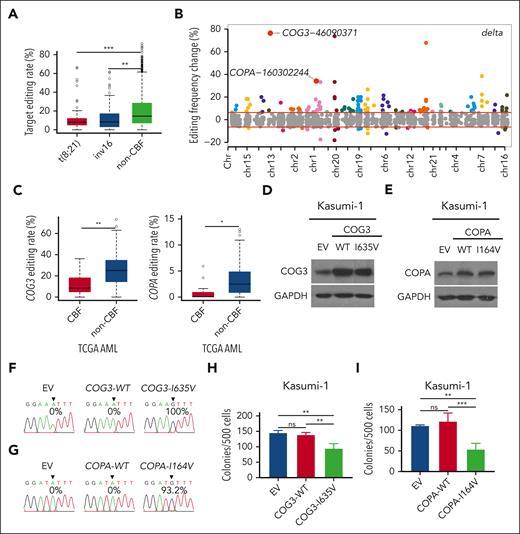 ADAR2 repression of the clonogenic growth of t(8,21) AML cells is associated with RNA editing–mediated protein recoding of COPA and COG3. (A) Box plots illustrating editing frequencies of 21 ADAR2-regulated editing sites in patients with t(8;21) (n = 7), inv16 (n = 8), and control non-CBF (n = 164) AML, from the TCGA RNA-seq data sets. The box extends from the 25th to 75th percentiles. The line in the middle of the box is plotted at the median. The whiskers indicate 5% to 95% percentile. (∗∗∗P < .001; ∗∗P < .01 using two-tailed Student t test.). (B) Scatter plots showing the changes in editing frequency of each of 172 protein-recoding editing targets between Kasumi-1 cells stably overexpressing the WT ADAR2 and the EV control. Red lines indicate the cutoff values that discriminate sites showing ≥5% editing change from those with <5% change in editing frequency. (C) Box plots showing the editing frequency of COG3 and COPA in patients with CBF AML (n = 15) and those with non-CBF (n = 164) AML, from the TCGA AML RNA-seq data sets. Western blot analysis of COG3 (D) or COPA (E) protein levels in Kasumi-1 cells stably overexpressing the WT or edited COG3 (COG3-WT or COG3-I635V); or WT or edited COPA (COPA-WT or COPA-I164V); or the pMSCV-flag-puro EV control via retroviral transduction. GAPDH was used as a loading control. (F-G) Sequence chromatograms illustrating the editing levels of COG3 and COPA transcripts in the same samples as described in panels D and E, respectively. The arrowhead indicates the position of the edited nucleotide. (H-I) Bar chart illustrating the number of colonies formed by the indicated group of cells as described in panels D and E. Data are presented as the mean ± SD of technical replicates from 2 representative experiment out of 3 independent experiments. ∗∗∗P < .001; ∗∗P < .01; ∗P < .05 using two-tailed Student t test.