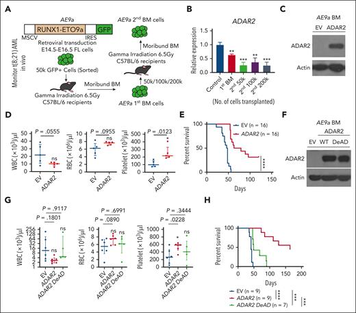 RNA editing capability of ADAR2 is essential for the suppression of leukemogenesis in an AE9a mouse model. (A) Experimental strategy for AE9a BM transplantation mouse model. (B) Bar chart showing the relative expression of ADAR2 transcripts in BM cells from moribund mice after the first transplantation, and in the second transplantation injected with different numbers of AE9a cells (50 000, 100 000, and 200 000). The relative expression was calculated as described in supplemental Materials and Methods. Data are presented as the mean ± SD of technical triplicates from a representative experiment. (C) Western blot analysis of ADAR2 protein expression in AE9a BM cells stably overexpressing ADAR2 or the MSCV-IRES-tdTOMATO EV. (D) Dot plot representing counts of white blood cells (WBCs), red blood cells (RBCs), and platelets in the PB from recipients at 28 days after transplantation of AE9a AML cells stably overexpressing AE9a or the MSCV-IRES-tdTOMATO EV. n = 5 in each group. (E) Kaplan-Meier survival curve of recipients who underwent transplantation with 50 000 AE9a AML cells stably overexpressing ADAR2 or MSCV-IRES-tdTOMATO EV. n = 16 in each group. Statistical analysis was performed using log-rank (Mantel-Cox) test. (F) Western blot analysis of ADAR2 or ADAR2 DeAD protein expression in BM cells from the same recipients the indicated groups of cells described in panel E. Actin was used as a loading control. (G) Dot plot representing counts of WBCs, RBCs, and platelets in the PB from recipients at 45 days after transplantation of AE9a AML cells stably overexpressing of ADAR2 (n = 6), ADAR2 DeAD (n = 5), or MSCV-IRES-tdTOMATO EV (n = 6). (H) Kaplan-Meier survival curve of recipients who underwent transplantation with 50 000 AE9a AML cells stably overexpressing ADAR2 (n = 9), ADAR2DeAD (n = 7), or MSCV-IRES-tdTOMATO EV (n = 9). Statistical analysis was performed using log-rank (Mantel-Cox) test. FL, full-length; IRES, internal ribosome entry site. ∗P < .05; ∗∗P < .01; ∗∗∗P < .001; ∗∗∗∗P < .0001 using two-tailed Student t test.