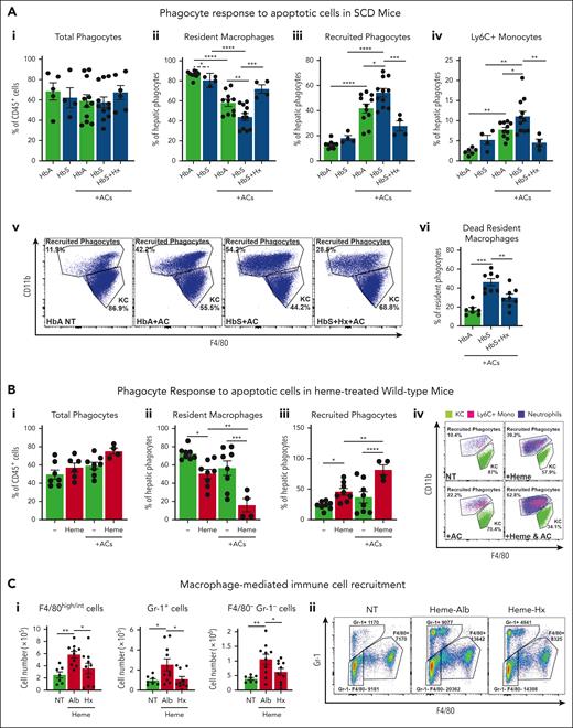 Heme exacerbates immune cell recruitment upon apoptotic damage through inflammatory macrophages in sickle cell disease. (A) Percentage of total phagocytes (i), resident and recruited phagocytes (ii,iii), Ly6C+ recruited monocytes (iv), and 7AAD+ dead macrophages (vi); representative flow cytometry plot of CD11blow F4/80+ resident KCs and CD11b+ F4/80+/− recruited phagocytes (v) in the liver of untreated HbA and HbS mice and HbA, HbS, and Hx-treated HbS mice receiving 1 × 107 AC infusion. (B) Percentage of total phagocytes (i), resident and recruited phagocytes (ii,iii), and representative flow cytometry plot of phagocytes (iv) in the liver of untreated and heme-treated Wt mice receiving or not receiving 1 × 107 AC infusion. (C) Number of F4/80int/high monocytes/macrophages, Gr-1+ neutrophils and monocytes, F4/80− Gr-1− lymphocytes recruited to the peritoneum of Wt mice receiving BMDMs untreated (NT) or previously exposed for 15 hours to 5 μM heme bound to 5 μM albumin (Alb) or 5 μM Hx (i) and representative flow cytometry plot (ii). Data shown are average of 3 independent experiments. Values represent mean ± SEM. Statistical analysis was performed by comparing 3 or more groups with 1-way ANOVA followed by Bonferroni posttest. ∗P < .05; ∗∗P < .01; ∗∗∗P < .001; ∗∗∗∗P < .0001.