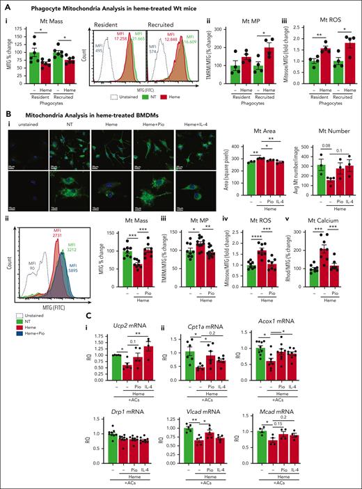 Heme alters mitochondrial mass and dynamics. (A) Mt mass (i), Mt MP (ii), and Mt ROS (iii) monitored by flow cytometry in resident and recruited phagocytes of untreated and heme-treated (80 μmol/kg heme) Wt mice. Mt MP and ROS are shown normalized to Mt mass and expressed as MFI percentage or fold change over untreated Wt mice. Representative flow cytometry histograms of MTG staining of resident and recruited phagocytes are shown (i). (B) Representative confocal microscopy images of MTG-stained BMDMs untreated or treated with 5 μM heme-albumin (heme), alone or combined with 1 μM Pio or 50 ng/mL IL-4 for 14 hours, and relative Mt area and number quantification (i). Mt mass (ii), Mt MP (iii), Mt calcium (iv), and Mt ROS (v) monitored by flow cytometry in BMDMs untreated or treated with 5 μM heme-albumin (heme), alone or combined with 1 μM Pio for 14 hours. Mt MP, calcium, and ROS are shown normalized to Mt mass and expressed as MFI percentage or fold change over untreated BMDMs. Representative flow cytometry histograms of MTG staining of BMDMs are shown (ii). (C) mRNA levels of UCP2, DRP1 (i), CPT1a, ACOX1, VLCAD, and MCAD (ii) in BMDMs exposed to ACs (1 BMDM to 0.5 AC ratio) without or with 5 μM heme-albumin (heme) alone or combined with 1 μM Pio or 50 ng/mL IL-4 for 14 hours. mRNA levels are expressed in RQ. Data are average of 2 independent experiments. Values represent mean ± SEM. Statistical analysis was performed by comparing 3 or more groups with a 1-way ANOVA followed by a Bonferroni posttest. ∗P < .05; ∗∗P < .01; ∗∗∗P < .001; ∗∗∗∗P < .0001.