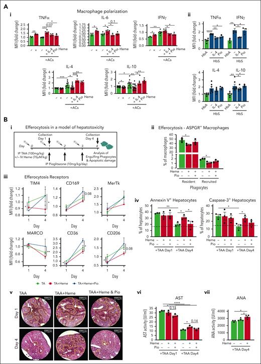 Macrophage metabolic rewiring counteracts inflammation and improves tissue damage resolution by restoring heme-suppressed AC clearance. (A) Levels of TNFα, IL-6, interferon gamma (IFN-γ), IL-4, and IL-10 monitored by flow cytometry in BMDMs exposed or not to ACs (1 BMDM to 0.5 AC ratio) in presence of 5 μM heme-albumin (heme) without or with 1 μM Pio or 50 ng/mL IL-4 for 6 hours (i). Levels of TNFα, IFN-γ, IL-4, and IL-10 monitored by flow cytometry in KCs of HbA mice and HbS mice untreated or receiving IL-4 or Pio treatment (ii). Protein levels are expressed in MFI as fold change to control BMDMs. (B) Outline of in vivo experiment on hepatotoxicity induced by thioacetamide (TAA) in Wt mice. Parameters were monitored at days 1 and 4 after TAA treatment (i). Percentage of efferocytic ASPGR+ resident and recruited phagocytes (day 1) in the liver of Wt mice untreated or treated with TAA alone (100 mg/kg TAA) or combined with heme (70 μmol/kg heme) or heme/Pio (10 mg/kg per day Pio) (ii). Expression level of efferocytic receptors (TIM4, MerTk, CD36, CD206, MARCO, CD169) in KCs of Wt mice treated with TAA alone or combined with heme or heme/Pio (iii). Percentage of annexin V+ and caspase-3+ apoptotic CD45− hepatic parenchymal cells (iv) and representative images of hematoxylin/eosin staining on liver sections of Wt mice treated with TAA alone or combined with heme or heme/Pio (v). Damaged apoptotic/necrotic areas are highlighted in the pictures by the yellow dashed line. AST activity and antinuclear antibody activity in sera of Wt mice treated with TAA alone or combined with heme or heme/Pio (vi,vii). Protein expression levels are expressed in MFI as fold change to TAA-treated mice. Data show a representative of 2 independent experiments. Values represent mean ± SEM. Statistical analysis was performed by comparing 3 or more groups with a 1-way ANOVA followed by a Bonferroni posttest. ∗P < .05; ∗∗P < .01; ∗∗∗P < .001; ∗∗∗∗P < .0001.