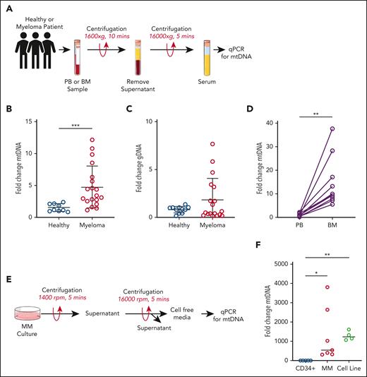 Cell-free mtDNA is elevated in myeloma. (A) Schematic of the serum extraction process. DNA was extracted from patient PB serum and analyzed via TaqMan qPCR to assess mtDNA and genomic DNA content. (B) Fold change in serum mtDNA in healthy controls (n = 9) vs patients with myeloma (n = 21). (C) Fold change in serum genomic DNA. (D) mtDNA changes from matched PB and BM serum of patients with MM (n = 11). Data indicate mean ± standard deviation (SD). Statistics are presented as Mann-Whitney U test. (E) Schematic of the cell-free media extraction process. DNA was extracted from cell-free media extracted from cells in culture and analyzed via TaqMan qPCR. (F) Fold change in mtDNA in the media of control CD34+ cells (n = 6), MM patient-derived cells (n = 6), and immortalized MM cell lines (n = 4). Data indicate mean ± SD. Statistics are presented as Wilcoxon test. ∗∗P < .01; ∗∗∗P < .001.