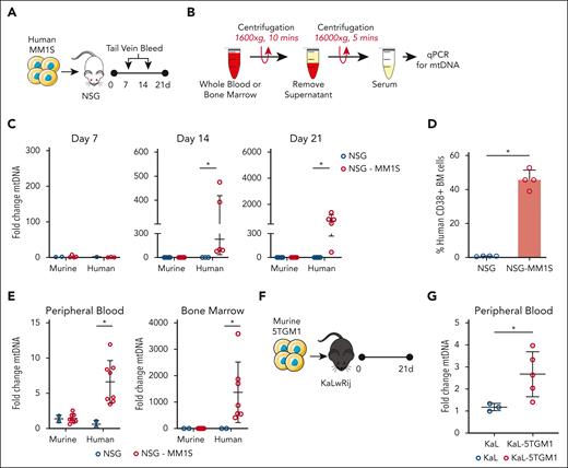 mtDNA is released by MM cells. (A-B) Schematic of experimental design. Human MM1s (2 × 106) were injected IV into busulfan (25 mg/kg)–pretreated NSG mice. PB samples were taken via IV tail vein bleed at 7 and 14 days after engraftment. (C) Cell-free serum was extracted from PB via centrifugation, and DNA was extracted and analyzed via qPCR for the presence of murine and human mtDNA, using human and mouse ND1 primers. (D) Percentage of human CD38+ cells in the BM of control NSG mice (n = 4) and NSG-MM1s mice (n = 4). (E) In a separate experiment, human MM1s (2 × 106) were injected IV into busulfan (25 mg/kg)–pretreated NSG mice. At 21 days, PB and BM samples were taken, cell-free serum was taken, and DNA was extracted and analyzed via qPCR for mtDNA. (F-G) A total of 1 × 106 murine 5TGM1(GFP+ LUCI+) cells were injected into C57BL/KaLwRij mice. Mice were euthanized at 21 days, and PB serum samples were extracted and analyzed via qPCR for mtDNA. Data indicate mean ± SD. Statistics are presented as Mann-Whitney U test. ∗P < .05.