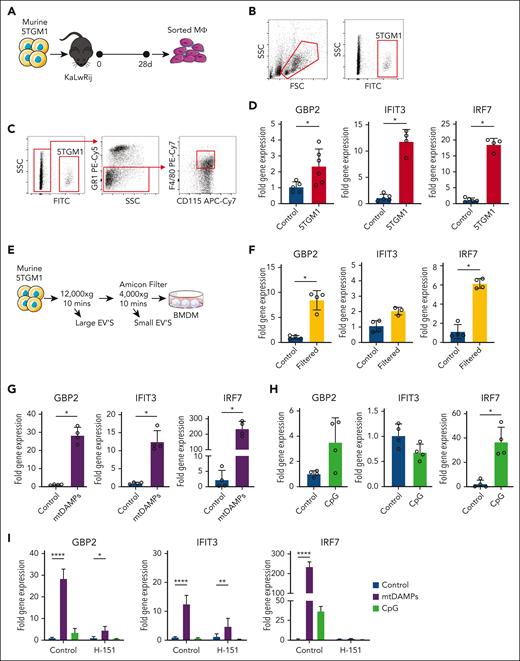 MM induces STING-mediated activation of macrophages via mtDAMPs. (A) Schematic of experimental design. Murine 5TGM1 cells (1 × 106) were injected into KaLwRij mice. (B) At 28 days, BM samples were taken and analyzed for 5TGM1 engraftment by GFP+ cells. (C) BM macrophages were FACS-purified (GR1−, F4/80+, CD115int), and RNA was extracted for analysis by quantitative real-time PCR (qRT-PCR). (D) Relative gene expression of GBP2, IFIT3, and IRF7 in FACS-purified macrophages. (E) Large and small EV were removed from 5TGM1-CM by centrifugation and filtering through a 100 kDa Amicon Ultra-15 Centrifugal Filter. (F) BMDM were then treated with filtered CM for 6 hours followed by RNA extraction for analysis using qRT-PCR of GBP2, IFIT3, and IRF7. Relative gene expression of GBP2, IFIT3, and IRF7 in BMDMs treated with mtDAMPs (10 μg) (G) or CpG ODN 1826 (n = 4) (H). Data indicate mean ± SD. Statistics are presented as Mann-Whitney U test. (I) BMDM were pretreated with STING inhibitor H-151 (10 μM) for 2 hours before treatment with either CpG ODN 1826 or mtDAMPs (10 μg) for 6 hours. RNA was extracted and gene expression was analyzed via qRT-PCR. Relative gene expression of GBP2, IFIT3, and IRF7 in control untreated BMDMs, CpG (n = 4). Statistics are presented as 2-way analysis of variance with Šidák post hoc multiple comparisons test. ∗P < .05; ∗∗P < .01; ∗∗∗P < .001. FITC, fluorescein isothiocyanate; FSC, forward scatter; SSC, side scatter.