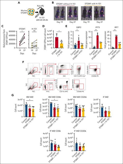 MM progression is attenuated by STING inhibition. (A) 5TGM1 cells (1 × 106) transduced with rLV.EF1.mCherry-Mito9 lentivirus (5TGM1LUCI+) were injected into KaLwRij mice. (B) In vivo imaging of mice engrafted with 5TGM1(GFP+ LUCI+) on days 19 and 27, representing before and after H-151 (750 nM) treatment, respectively. (C) Bioluminescence, before and after treatment, was quantified using ImageJ (n = 6 in each group). Data indicate mean ± SD. Statistics presented as Wilcoxon test. (D) Mice were euthanized at 27 days. (E) BM was harvested for flow cytometry 5TGM1 engraftment and FACS-purified for BM macrophages. RNA was extracted for analysis by qRT-PCR of GBP2, IFIT3, and IRF7. (F) BM cells were analyzed for GR1, F4/80, CD115, LY6G, CD11b, CD86, and CD206 expression and used to identify resident BM macrophages (BM MΦ) (GR1−, CD115lo/int, and F4/80+) and MM-infiltrating macrophages (IF MΦ) (Ly6G− and CD11b+). The gating strategy is shown. (G) Cell counts of BM MΦ and IF MΦ from treated mice. Data indicate mean ± SD. Statistics presented as Kruskal-Wallis test with Dunn post hoc multiple comparisons test. ∗P < .05; ∗∗P < .01.