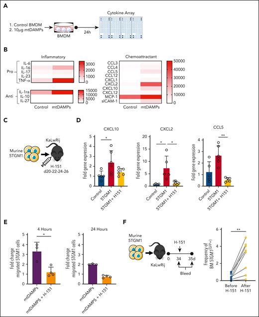 Myeloma-derived mtDAMPs induce a migratory signature in BM macrophages. (A) Schematic of experimental design. BMDMs were cultured with mtDAMPs (10 μg) for 24 hours. BMDM cell supernatant was cleared of cellular debris by centrifugation before cytokine array analysis (n = 3). (B) Quantification of cytokine array results segmented into inflammatory and chemoattractant-related factors. (C) Schematic of experimental design. Murine 5TGM1(GFP+ LUCI+) cells (1 × 106) were injected into C57BL/KaLwRij mice. On days 20, 22, 24, and 26 after engraftment, mice were injected intraperitoneally with either 200 μL H-151 (750 nM) or vehicle. Mice were euthanized at 27 days; BM was harvested, and myeloma-associated macrophages were isolated via FACS purification. (D) Relative gene expression of CXCL10, CXCL2, and CCL5 (n = 6 in each treatment group). Data indicate mean ± SD. Statistics presented as Kruskal-Wallis test with Dunn post hoc multiple comparisons test. (E) BMDMs were cultured with either mtDAMPs (10 μg) alone or mtDAMPs and H-151 (10 μM) for 24 hours. BMDM-CM was cleared of cellular debris by centrifugation and placed into the bottom chamber of the transwell. 5TGM1(GFP+) cells were placed in the upper chamber and migrated 5TGM1(GFP+) cells were counted at 4 and 24 hours. Data indicate mean ± SD. Statistics are presented as Mann-Whitney U test. (F) Murine 5TGM1(GFP+ LUCI+) cells (1 × 106) were injected into C57BL/KaLwRij mice. At 34 days after engraftment, PB samples were taken by tail vein bleed, then the mice were injected IP with H-151 (750 nM). On day 35, posttreatment blood samples were taken and mice were euthanized. The PB samples were analyzed for 5TGM1(GFP+) cell presence via flow cytometry (n = 8 mice). Data indicate mean ± SD. Statistics are presented as Wilcoxon test. ∗∗P < .01; ∗P < .05.