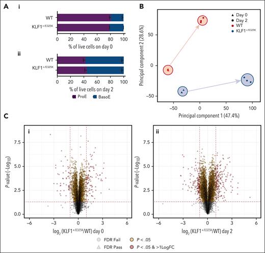 Comparative proteomics reveals highly distorted proteome of KLF1+/E325K cells. (A) Erythroid cell population types in (i) expanding (day 0) WT and KLF1+/E325K and (ii) on day 2 of differentiation. (B) PCA of comparative quantitative proteomic data for WT (red) and KLF1+/E325K (blue) during expansion (day 0; triangles) and on day 2 of differentiation (circles). (C) Volcano plots show significantly differentially expressed proteins in WT and KLF1+/E325K during (i) expansion (day 0) and on (ii) day 2 of differentiation. P-value(-log10) is plotted against the log2(KLF1+/E325K/WT). Vertical red lines indicate ±1.0 log2 fold change. The horizontal red line indicates significantly differentially expressed proteins (P = .05 before logarithmic transformation). Yellow proteins passed P = .05 and red proteins passed P = .05 and also had a ±1.0 log2 fold change or higher. Proteins passing false discovery rate calculations (FDR) are shown as triangles, those that failed as circles.