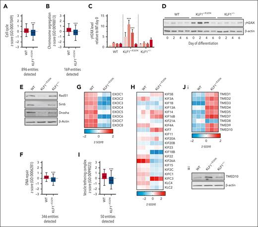 Extensive dysregulation of proteins required for cell cycle and associated processes, DNA repair, and membrane trafficking in KLF1+/E325K cells. (A) Z-scored scaled abundance values for proteins associated with cell cycle (Gene Ontology database GO:0007049) and (B) chromosome segregation (GO:0098813) in WT and KLF1+/E325K cells on day 2 of differentiation. (C) Quantification of western blots for WT, KLF1+/E325K, and KLF1+/− cells during expansion (day 0) and on days 2, 4, and 6 of differentiation probed with antibody to γH2AX (mean ± SD; n = 3; ∗∗∗P < .001 compared with that for WT), and (D) representative example of γH2AX western blot, with β-actin as loading control. (E) Western blots of WT, KLF1+/E325K, and KLF1+/− cells on day 2 of differentiation probed with antibodies to RAD51, SIRT6, DROSHA, and to β-actin as a loading control. Each blot is representative of 3 biological repeats. (F) Z-scored scaled abundance values for proteins associated with DNA repair (GO:0006281) in WT and KLF1+/E325K cells on day 2 of differentiation. (G) Heat maps of z-scored abundance values for exocyst complex and (H) kinesin superfamily (KIF) proteins in WT and KLF1+/E325K cells on day 2 of differentiation. (I) Z-scored scaled abundance values for proteins associated with vesicle tethering complex (GO:0099023) in WT and KLF1+/E325K cells on day 2 of differentiation. (J) (i) Heat maps of z-scored abundance values for TMED proteins in WT and KLF1+/E325K cells on day 2 of differentiation (n = 3) and (ii) western blot for the selected TMED, TMED10. For heat maps, each box represents 1 biological repeat (total n = 3).