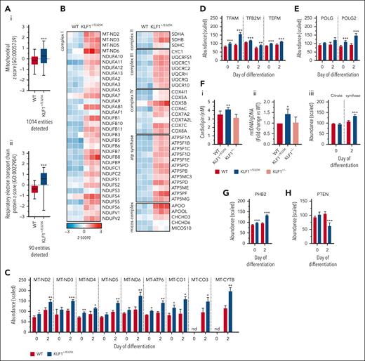 Mitochondrial functional and regulatory proteins and markers of mitochondrial biogenesis are increased in KLF1+/E325K cells. (A) Z-scored scaled abundance values for (i) mitochondrial proteins (GO:0005739) and (ii) proteins of the respiratory electron transport chain (GO:0022904) in WT and KLF1+/E325K cells. (B) Heat maps of z-scored abundance values for respiratory complex I, II, III, and IV, adenosine triphosphate synthase, and MICOS complex proteins in WT and KLF1+/E325K cells. Each box represents 1 biological repeat (total n = 3). (C) Scaled abundance of proteins encoded by the mitochondrial genome, (D) mitochondrial transcription factor complex components, and (E) catalytic/accessory subunits of mitochondrial DNA polymerase. All mean ± SD; n = 3; ∗P < .05, ∗∗P < .01, and ∗∗∗P < .001 compared with that for WT. (F) Markers of mitochondrial biogenesis: (i) cardiolipin concentration, (ii) mitochondrial-to-nuclear DNA ratio (determined via the qPCR analysis of mitochondrial genes ND1 and TL1, nuclear gene MSGN1 and an intergenic region; for primers, see Supplementary Table 3) in WT, KLF1+/E325K, and KLF1+/−cells, and (iii) scaled abundance of citrate synthase in WT and KLF1+/E325K cells. (G) Scaled abundance of mitochondrial inner membrane scaffolding protein, PHB2; mean ± SD, n = 3; ∗∗∗P < .001 compared with WT. (H) Scaled abundance of phosphatase and tensin homolog (PTEN). Abundance values were from WT and KLF1+/E325K day 2 of differentiation comparative proteomic data set.
