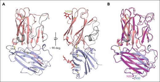 The crystal structure of lufaxin. (A) The N-terminal domain is colored light blue and C-terminal domain, copper. In the left-hand structure, β-strands of the N-terminal domain are labeled A-G, and β-strands of the C-terminal domain are labeled A∗-H∗. Cysteine residues are shown as sticks, with sulfur atoms colored yellow. Disulfide bonds (DS1-DS4) are labeled (left). Visible glycan chains are colored red, and their positions of attachment (Asn 40 and Asn 239) are labeled (right). (B) Superposition of the lufaxin crystal structure with the structure predicted by Alphafold2 (magenta). The overall structures are very similar (root mean squared deviation = 0.69 Å for 227 Cα atoms), but they differ in the backbone conformation of loop B-C, which interacts with the C3bB complex (see "Cryo-EM studies of the C3bB-lufaxin complex").