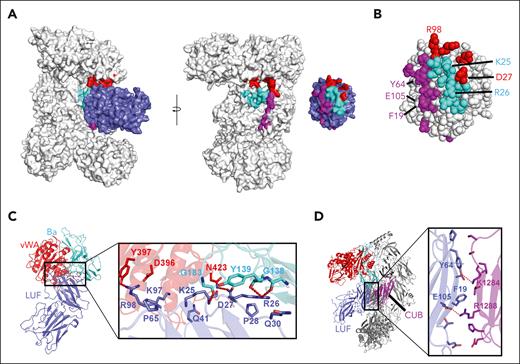 The C3bB-lufaxin–binding interface. (A) Surface representation of C3bB-lufaxin model colored with C3bB in light gray and lufaxin in light blue. Binding interface residues predicted by PISA are colored (both lufaxin and C3bB) in cyan for the Ba fragment of FB (CCP3 domain), red for the VWA domain of FB, and magenta for the CUB domain of C3b. Opening of the interface by opposite rotations of lufaxin and C3bB around the vertical axis with interaction regions colored as in the left panel. (B) Space filling representation showing details of the lufaxin surface with interface residues colored (as in panel A) (right) by C3bB interaction region. Residues forming hydrogen bond, salt bridge, or cation π interactions are labeled. (C) Details of lufaxin interactions with the Ba fragment and the VWA domains of FB. Boxed area of the ribbon structure is magnified, and interface residues are shown along with the ribbon diagram. Coloring: Ba fragment, cyan; VWA domain, red; and lufaxin, light blue. Backbone and side chain atoms are shown as sticks, with oxygen colored in red and nitrogen in blue. Hydrogen bonds and salt bridges are shown as red dashed lines. (D) Details of lufaxin interactions with the CUB domain of C3b in the C3bB-lufaxin complex. The magnified region shows lufaxin (light blue) and CUB (magenta) interactions highlighted as in panel C.