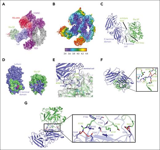 Structure of the C3bB-lufaxin-fXa complex. (A) Cryo-EM reconstruction of the complex with C3b, FB, and lufaxin colored as in Figure 1C, with the SP domain of fXa in light green and the light chain of fXa in magenta. Domain features of the complex are labeled. (B) The map of panel A colored by local resolution (calculated using Phenix) per the color key shown below the map. (C) Ribbon diagram of the fXa-SP domain (light green) and lufaxin (light blue) portions of the complex highlighting key features of the interface, including the C-terminal coil of lufaxin, the autolysis loop of fXa and the 220 loop of fXa. (D) Surfaces of fXa-SP domain (light green) and lufaxin (light blue) rotated around the vertical axis to show the binding interface determined by PISA. Interface residues on lufaxin are colored light green, and those on fXa-SP are colored light blue. Arg 277 of lufaxin, which interacts with the S1 subsite of fXa, is colored magenta, with nitrogen atoms in blue. The catalytic serine residue (Ser 195) of fXa is colored red. (E) Details of interactions between the C-terminal domain of lufaxin (light blue) with the SP domain of fXa (light green), with the fXa portion also shown as a semitransparent surface. Individual side chains are shown as sticks, with oxygen colored red and nitrogen colored blue. Lufaxin side chains are labeled in light blue, and fXa side chains interacting with the lufaxin surface are labeled in light green. Residues of the fXa catalytic triad (His 57, Asp 102, and Ser 195) are colored in cyan and labeled in black. The C-terminal coil structure of lufaxin-containing Arg 277 is labeled. (F) Ribbon diagram of the lufaxin-fXa-SP magnified to show electrostatic interactions of Arg 277 of lufaxin (light blue, with oxygen colored red and nitrogen blue) with residues of the S1 subsite at the active site of fXa (light green). The catalytic serine (Ser 195) of fXa is colored cyan. Hydrogen bonds and salt bridges are shown as red dashed lines. (G) Lufaxin interactions with the autolysis loop and 220 loop of fXa-SP detailed as in panel F.