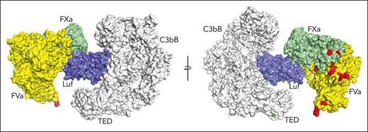 Simultaneous binding of C3bB and prothrombinase by lufaxin. Model of a hypothetical complex containing C3bB, lufaxin, and the prothrombinase complex (fVa and fXa) created by superimposing the SP domains of fXa in C3bB-lufaxin-fXa and prothrombinase (PDB ID 7TPP12 with prothrombin coordinates removed). The left and right images are related by rotation around the vertical axis. C3bB is colored light gray and lufaxin light blue. fVa is colored yellow and fXa light green. Membrane contact points determined by Ruben et al12 in fVa and fXa are colored red and the thioester-forming residues (Cys 988, Gln 991) in the TED domain of C3b are colored green in the right hand image. TED, thioester-containing domain.