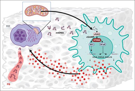 MM cell-derived mtDAMPs/mtDNAs levels are elevated in the BM as well as in the peripheral blood. They activate macrophages via the cGAS/cGAMP/STING pathway, which stimulates production and secretion of cytokines (eg, CCL5, CXCL2, CXCL10) leading to tumor cell retention within the BM microenvironment and tumor growth. PB, peripheral blood. The image was generated using BioRender.