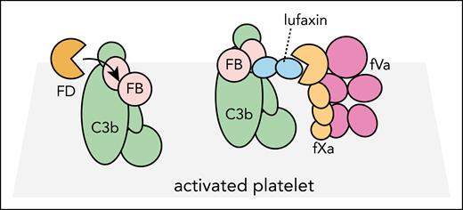 Lufaxin may interact simultaneously with proconvertase and prothrombinase. On an activated platelet, the open conformation of the proconvertase C3bB will normally be activated by fluid-phase FD. In the presence of lufaxin, the proconvertase is locked in the closed conformation and FB cannot be cleaved by FD. At the same time, lufaxin possibly also bridges the proconvertase with the prothrombinase fVa-fXa, and the latter is unable to cleave prothrombin because lufaxin blocks the active site of fXa.