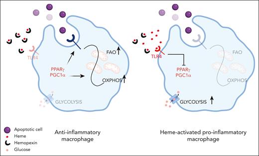 Heme excess impairs macrophage phagocytic capacity. In anti-inflammatory macrophages, effective efferocytosis is achieved through PPARγ/PCG1α that induce the expression of efferocytic receptors and promote a metabolic rewiring toward oxidative phosphorylation (OXPHOS) sustained by fatty acid oxidation (FAO). In SCD, heme excess, by inhibiting PPARγ/PCG1α, leads to the diminished expression of efferocytic receptors and favors glycolytic metabolism that in turn sustains a proinflammatory phenotype. Both heme scavenging and pharmacological modulation of PPARγ/PCG1α improve efferocytosis in heme overloaded macrophages. Created with BioRender.com.