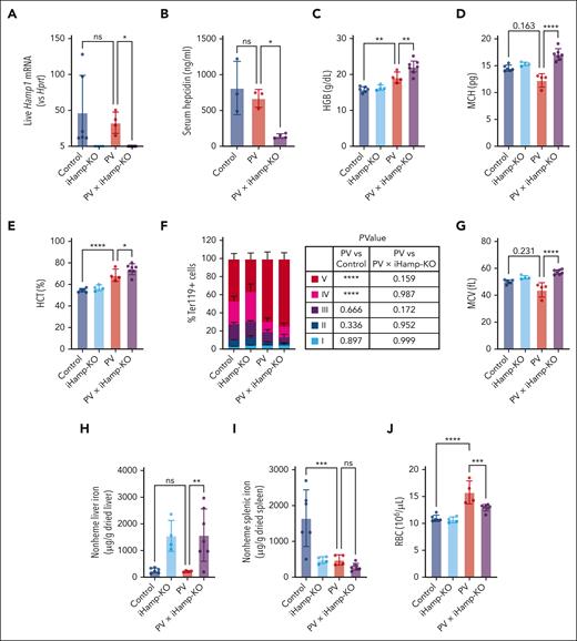 Hepcidin deletion worsens PV erythroid disease severity. (A) Liver Hamp1 mRNA expression relative to Hprt. (B) Serum hepcidin. (C-E) HGB (C), MCH (D), and HCT (E). (F) Terminal erythropoiesis in the BM determined by flow cytometry. Based on CD44 expression and FSC-A, Ter119+ cells were gated into 5 distinct populations: I , proerythroblasts; II, basophilic erythroblasts; III, polychromatic erythroblasts; IV, orthochromatic erythroblasts and reticulocytes; and V, RBCs. (G) MCV. (H) Liver and (I) spleen nonheme liver iron. (J) RBCs. Control, n = 6; iHamp-KO, n = 4; PV, n = 4; and PV × iHamp-KO, n = 7, except for panel B in which control, n = 3; PV, n = 3; and PV × iHamp-KO, n = 4. Kruskal-Wallis test for panels A,D,G, ordinary one-way ANOVA for panels B-C,E,H-J, or two-way ANOVA with Dunnett correction for multiple comparisons for panel F. ∗P < .05; ∗∗P < .01; ∗∗∗P < .001; ∗∗∗∗P < .0001.