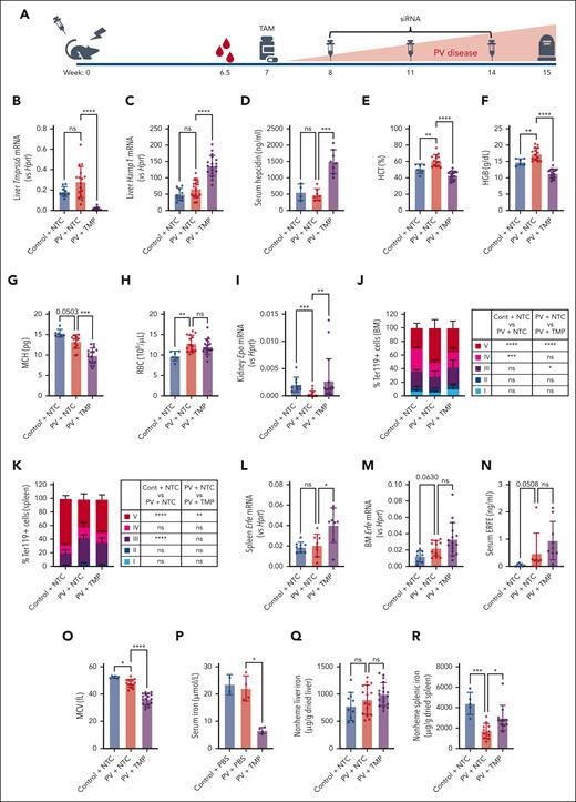 TMPRSS6 inhibition increases endogenous hepcidin and improves PV disease severity. (A) Schematic of experimental design. (B-C) Liver Tmprss6 (B) and Hamp1 (C) mRNA expression relative to Hprt; control + NTC, n = 9; PV + NTC, n = 16; PV + TMP, n = 18. (D) Serum hepcidin; control + NTC, n = 4; PV + NTC, n = 7; PV + TMP, n = 8. (E-H) HCT (E), HGB (F), MCH (G), and RBCs (H); control + NTC, n = 6; PV + NTC, n = 14; PV + TMP, n = 17. (I) Kidney Epo mRNA expression relative to Hprt; control + NTC, n = 9; PV + NTC, n = 16; PV + TMP, n = 17. (J-K) Terminal erythropoiesis in the BM (J) and the spleen (K) determined by flow cytometry. Based on CD44 expression and FSC-A, Ter119+ cells were gated into 5 distinct populations: I, proerythroblasts; II, basophilic erythroblasts; III, polychromatic erythroblasts; IV, orthochromatic erythroblasts and reticulocytes; and V, RBCs; BM: control + NTC, n = 7; PV + NTC, n = 13; and PV + TMP, n = 19; and spleen: control + NTC, n = 7; PV + NTC, n = 5; and PV + TMP, n = 7. (L-M) Spleen (L) and BM (M) Erfe mRNA expression relative to Hprt; spleen: control + NTC, n = 9; PV + NTC, n = 8; and PV + TMP, n = 8; BM: control + NTC, n = 8; PV + NTC, n = 11; PV + TMP, n = 16. (N) Serum ERFE; control + NTC, n = 7; PV + NTC, n = 7; and PV + TMP, n = 8. (O) MCV; control + NTC, n = 6; PV + NTC, n = 14; and PV + TMP, n = 17. (P) Serum iron; control group, n = 2; PV groups, n = 4. (Q-R) Liver (Q) and spleen (R) nonheme iron content; liver: control + NTC, n = 9; PV + NTC, n = 16; PV + TMP, n = 18; spleen: control + NTC, n = 5 and PV groups, n = 11. Kruskal-Wallis test for panels B,D,G,I,L-N,P,R, ordinary one-way ANOVA for panels C,E-F,H,O,Q, or two-way ANOVA with Tukey correction for multiple comparisons for panels J-K. ∗P < .05; ∗∗P < .01; ∗∗∗P < .001; ∗∗∗∗P < .0001. NTC, nontargeting control siRNA; TMP, TMPRSS6 siRNA.