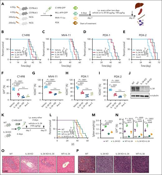 IL-34 suppressed AML progression and improved survival in vivo. (A) Experimental strategy of C1498-GFP, MLL-AF9-GFP, and MV4-11–luciferase and mice with PDXs. (B-E) Kaplan-Meier survival curves of mice with C1498-GFP xenotransplants (B; n = 8), mice with MV4-11 xenotransplants (C; n = 8), and mice with PDXs (D-E; n = 6) after treatment with vehicle, IL-34 (50 or 100 μg/kg), or Ara-C. P values determined using log-rank test. (F) Fluorescence-activated cell sorting analysis of the percentage of GFP+ AML cells in the BM of mice with C1498-GFP xenotransplants at day 28 (n = 6). (G) NCG mice received implantation with luciferase-expressing MV4-11 cells and were treated with IL-34 as indicated (n = 6). Flow cytometry analysis of the percentage of human CD45 cells obtained from the BM of mice with leukemia. (H) Percentage of human CD45+ cells in the BM of NCG mice with xenografts derived from patients with AML (PDX-1) and that were treated with the indicated doses of IL-34 or Ara-C (n = 6). (I) Percentage of human CD45+ cells in the BM of NCG mice that received transplantation with xenografts derived from patients with AML (PDX-2) and were treated with the indicated doses of IL-34 or Ara-C (n = 6). (J) Representative western blots of spleen samples from WT or IL-34 KO mice. (K) In vivo AML model in IL-34 KO and WT mice treated with vehicle or IL-34. (L) Kaplan-Meier survival analysis of IL-34 KO or WT mice with leukemia with or without treatment with IL-34. Statistical analysis using the log-rank (Mantel-Cox) test (n = 6). (M) Spleen weights of mice in panel K (n = 5). (N) Fluorescence-activated cell sorting analysis of the percentage of GFP+ AML cells in the liver, BM, and spleen from mice in panel K at day 28 (n = 3). (O-P) Hematoxylin and eosin–stained liver (O) and spleen (P) from mice in panel K. Scale bars, 100 μm. Statistical significance was calculated using one-way analysis of variance (ANOVA) with Tukey multiple comparison test. Data are representative of at least 3 independent experiments, with cohorts of the indicated number of mice per group.