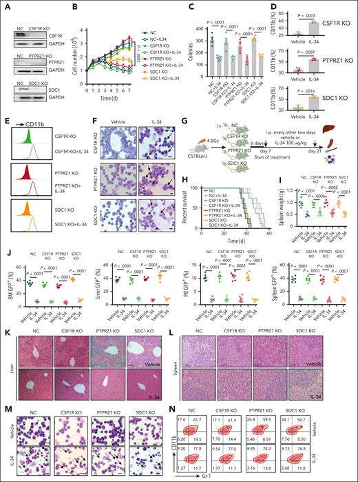 IL-34 induced myeloid differentiation and displayed anti-AML activity, independent of CSF1R, PTPRZ1, and SDC1. (A) Western blot analysis showing CSF1R, PTPRZ1, and SDC1 KO efficiency in C1498 cells. Glyceraldehyde 3-phosphate dehydrogenase (GAPDH) was the loading control. (B) Growth curves of C1498 cells transfected with CSF1R, PTPRZ1, or SDC1 KO lentiviruses with or without IL-34 treatment (n = 3). (C) Colony-forming ability of C1498 cells after CSF1R, PTPRZ1, and SDC1 KO, with or without IL-34 treatment (n = 5). (D) Percentage of CD11b in C1498 cells after indicated KO, with or without IL-34 treatment in grafts (n = 3). (E) Flow cytometry analysis of CD11b expression in panel D. (F) Representative Giemsa staining images showing morphology of C1498 cells after CSF1R, PTPRZ1, and SDC1 KO, with or without IL-34 treatment. (G) Schematic of generation of mouse models of AML by engrafting C57BL/6J mice with GFP-labeled C1498 cells infected with indicated KO lentiviruses (5 × 106 cells per mouse), followed by in vivo treatment with vehicle vs IL-34 (100 μg/kg, intraperitoneally every 2 days). (H) Kaplan-Meier survival curves of mice that underwent engraftment with C1498-KO cells and dosed with IL-34 as indicated (n = 10). Statistical analysis using the log-rank (Mantel-Cox) test. (I) Spleen weights from mice with AML dosed as described in panel G (n = 6). (J) Percentage of GFP+ leukemia blasts in the BM, liver, PB, and spleen from mice with AML treated with IL-34 or vehicle (n = 6). (K-L) Representative images of hematoxylin and eosin–stained liver (K) and spleen (L) sections from mice with AML treated with IL-34 or vehicle. Scale bars, 20 μm. (M) Wright-Giemsa–stained BM in mice that underwent engraftment with indicated C1498-KO cells and dosed with IL-34. Scale bars, 10 μm. (N) Flow cytometry plots depicting the percentage of CD11b+Gr-1+ cells in the BM of mice from panel M. Statistical significance was calculated using one-way ANOVA with Tukey multiple comparison test. Data are representative of at least 3 independent experiments, with cohorts of the indicated number of mice per group.