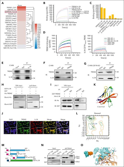 IL-34 induced leukemia cell differentiation independent of known receptors CSF1R, PTPRZ1, and SDC1, but bound directly to TREM2. (A) Heat map of IL-34 target proteins in C1498 cells. (B) Binding response curves of IL-34–TREM2, IL-34–CSF1R, and TREM2–CSF1R, validated by SPR analysis. (C) Binding affinity described in panel B. (D) (Left) SPR imaging (SPRi) assay involving TREM2 and IL-34. (Right) SPRi assay detecting TREM2 and IL-34 premixed with CFS1R. (E-F) Coimmunoprecipitation assay of endogenous TREM2 and IL-34 in C1498 cells. (G) Coimmunoprecipitation assay of endogenous TREM2 and IL-34 in CSF1R KO cells. (H) Direct binding of GST–IL-34 to His-TREM2 using GST pulldown assay. (I) Coimmunoprecipitation assay of exogenous GST-tagged TREM2 and His-tagged IL-34. (J) Representative immunofluorescence images revealing co-localization of exogenous IL-34 (red) and TREM2 (green) in C1498 cells. Scale bar, 100 μm. (K) The homology model of TREM2. (L) Ramachandran plot for TREM2. Dark green dots represent residues in favored regions; yellow dots represent residues in allowed regions; red cross represents residues in irrational regions. (M) Schematic diagram of TREM2 constructs: His-tagged NT-aa1-132, His-tagged NT-aa133 to 227, and full-length TREM2 His-FL-aa1-227. (N) GST pulldown assay examining interactions between GST-fused IL-34 and various His-TREM2 protein fragments. (O) Molecular docking model of interaction between IL-34 and TREM2. (Left) surface binding model of IL-34 with TREM2. (Right) detailed interaction between IL-34 and TREM2. IL-34, colored cyan; TREM2, colored orange; residues in IL-34, colored cyan; residues in TREM2, colored orange; red dashes represent hydrogen bond interactions; and blue dashes represent salt bridges.