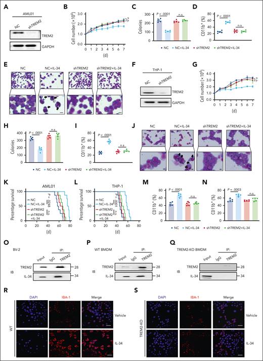 TREM2 was identified as a functional receptor mediating the effects of IL-34 on myeloid differentiation and AML progression. (A) Western blots confirming the KO of TREM2 expression in primary AML cells (AML01). (B) Growth curves of AML01-shTREM2, and AML01-NC cells after treatment with IL-34 (100 ng/mL) at the indicated time points (n = 3). (C) Colony-forming ability of primary AML cells after short hairpin RNA (shRNA)-mediated KO of TREM2, with or without treatment with IL-34 (n = 5). (D) Flow cytometry analysis of CD11b expression in AML01-shTREM2, and AML01-NC cells after IL-34 treatment (n = 5). (E) Representative Giemsa staining images showing the morphology of AML01-shTREM2, and AML01-NC cells after IL-34 treatment. Arrows highlight distinct morphology indicative of differentiation. Scale bars, 10 μm. (F) Western blots showing the KO efficiency of shTREM2 in THP-1 cells. (G) Growth curves of THP-1-shTREM2, and THP-1-NC cells after treatment with IL-34 (100 ng/mL) at the indicated time points (n = 3). (H) Colony-forming ability of THP-1 cells after shRNA-mediated knockdown of TREM2 with or without treatment with IL-34 (n = 5). (I) Flow cytometry analysis of CD11b expression in THP-1-shTREM2, and THP-1-NC cells after IL-34 treatment (n = 5). (J) Representative Giemsa staining images showing the morphology of THP-1-shTREM2, and THP-1-NC cells after IL-34 treatment. Arrows highlight distinct morphology indicative of differentiation. Scale bars, 10 μm. (K) Kaplan-Meier survival curves of mice that received transplantation with AML01-shTREM2, and AML01-NC cells treated with IL-34. Statistical assessment using log-rank test (n = 8). (L) Kaplan-Meier survival curves of mice that received transplantation with with THP-1-shTREM2, and THP-1-NC cells treated with IL-34. Statistical assessment by log-rank test (n = 8). (M) Percentage of CD11b+Gr-1+ cells in the BM of mice with AML01-shTREM2 grafts or AML01-NC grafts (n = 5). (N) Percentage of CD11b+Gr-1+ cells in the BM of mice with THP-1-shTREM2 grafts or THP-1-NC grafts (n = 5). (O) Coimmunoprecipitation assay of endogenous TREM2 and IL-34 in BV-2 microglial cells. (P) Coimmunoprecipitation assay of endogenous TREM2 and IL-34 in WT bone marrow–derived macrophages (BMDMs). (Q) The interaction between endogenous TREM2 and IL-34 in TREM2-deficiency BMDMs. (R-S) Representative immunostaining for IBA-1 (red) in primary BMDMs from WT (R) or TREM2-KO mice (S), after 3 days treatment with 10 ng/mL M-CSF (vehicle) or 100 ng/mL IL-34. Scale bars, 10 μm. Statistical significance was calculated using one-way ANOVA with Tukey multiple comparison test. Western blot images were representative of at least 3 independent experiments.