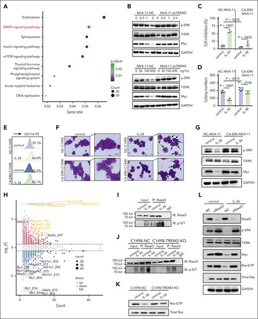 IL-34–TREM2 rapidly inactivated ERK1/2 partly via the phosphorylation of Rasal3 to induce AML cell differentiation. (A) Kyoto Encyclopedia of Genes and Genomes pathway enrichment analysis of C1498 cells treated with IL-34 or phosphate-buffered saline. (B) Western blot analysis of ERK1/2 protein/phosphorylation and Myc protein in MV4-11-NC and MV4-11-shTREM2 cells treated with IL-34 at the indicated concentrations (0, 50, 100, and 200 ng/mL) and time points (0, 0.5, 1, and 2 hours). (C-D) Overexpression of phosphorylated-ERK1/2 reversed the effects of IL-34 on MV4-11 cell growth (C) and colonies (D). Mean ± standard deviation (n = 3). Unpaired t test. (E-F) Overexpression of phosphorylated-ERK1/2 reversed the effects of IL-34 on C1498 cell differentiation. Scale bars, 10 μm. (G) Western blots demonstrating overexpression of phosphorylated-ERK1/2 in MV4-11 cells and resultant changes in Myc protein level in response to IL-34 treatment. (H) Scatter plot and statistics of IL-34-regulated (100 ng/mL, 30 minutes) phosphorylations in C1498 cells. (I) Coimmunoprecipitation analysis using the antibody against Rasal3 followed by western blot analysis using antibodies against phosphorylated Thr/Ser in C1498 cells treated with IL-34. (J) Western blots indicating comparable levels between phosphorylated Thr/Ser in C1498-NC and C1498-TREM2-KO cells. (K) Western blot analysis of GTP-binding Ras activity in C1498-NC and C1498-TREM2-KO cells, treated with or without IL-34. (L) Western blots demonstrating the KO of Rasal3 expression in MV4-11 cells with activated Ras GTPase in response to IL-34 treatment. Western blot images were representative of at least 3 independent experiments.