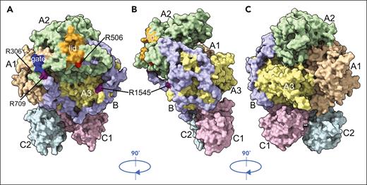 Cryo-EM structure of fV short. The cryo-EM structure of fV short was solved at atomic (3.2 Å) resolution and reveals all residues (1493 total), including the short (133 residues total) B domain, of the A1-A2-B-A3-C1-C2 assembly. The protein is rendered in surface representation with the constitutive domains colored in wheat (A1), pale green (A2), light blue (B), pale yellow (A3), light pink (C1), and pale cyan (C2) and features an overall organization similar (rmsd = 2.22 Å over 1134 Cα atoms) to that of fV reported recently.12 (A) The C domains align edge-to-edge to define a membrane-binding platform that supports the A1 and A3 domains side by side, with the A2 domain on top of them. The A2 domain houses the gate (blue; 696YDYQNRL702) and the lid (orange; 672ESTVMATRKMHDRLEPEDEE691) that play an important role in the prothrombinase complex.16 The sites of thrombin activation at R709 and R1545 are clearly visible in the A2 and B domains, as are the sites of APC cleavage at R306 and R506. The B domain (133 residues total) is resolved in its entirety and stretches across the entire width of the protein, from R709 to R1545, making contacts with the A1, A2, and A3 domains (Table 2) and being suspended over the C1 and C2 domains. (B and C) After reaching the opposite side of fV, near the site of thrombin cleavage at R1545, the B domain loops over the A3 domain in the back of the protein, pointing upward toward the lid in the A2 domain. Residues of the HPC4 tag (supplemental Figures 1C and 3) were removed from this rendering for clarity.