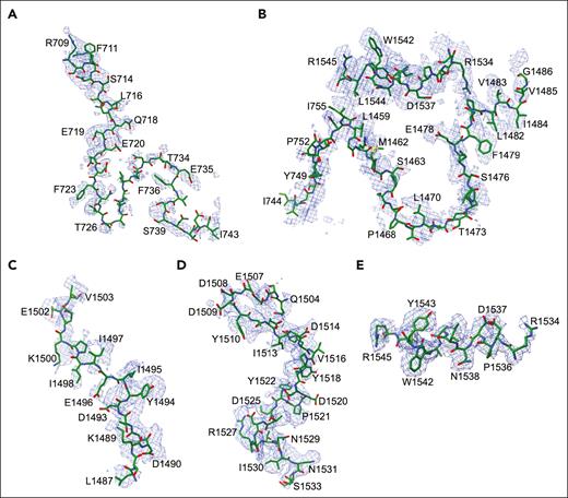 Density map of the B domain of fV short. Our recombinant fV short variant is 1 residue shorter than that from the transcripts of patients with East Texas bleeding disorder or healthy individuals32 because it lacks residue D756 or N756 in the B domain generated by a new codon across the I755-L1459 junction. Overall, the B domain fits the electron density map with the backbone and bulky side chains well, but features a higher degree of disorder in the portion proximal to the I755-L1459 junction, especially around the 726TALALENGT734 segment (A). The I755-L1459 junction is well-defined (B) and sits 10 Å away from R1545 and 57 Å from R709 (not shown), with I755 coming in contact with V1544. The C-terminal segment 1534RDPDNIAAWYLR1545 is the best-defined portion of the B domain (E). The fit of the electron density map progressively improves in the portion distal to the I755-L1459 junction (BCDE) because of tighter interactions with the A2 and A3 domains (Table 2; Figures 4 and 6). The preAR, from the splice site to T1492, comprises the hydrophobic patch 1481PLVIVG1486 29 and is well-defined (B), and so are the ascending (C) and descending (D) segments of the AR, from D1493 to D1537. The 1507EDDY1510 wedge (D) penetrates a crevice in the A2 domain and defines the turn where the B domain changes direction (Figures 2B and 4B).