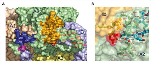 Shift of the lid in the A2 domain. (A) Most of the differences between fV short and fV reside in the A2 domain (rmsd = 2.05 Å over 274 Cα atoms), which, in addition to the site of thrombin activation at R709 and the site of APC cleavage at R506, houses the gate (blue; 696YDYQNRL702) and the lid (orange; 672ESTVMATRKMHDRLEPEDEE691)that play an important role in the prothrombinase complex.16 In fV short, the gate shifts 18 Å at Y698 toward R709, and the lid flips almost 90° counterclockwise, with M676 and R679 moving 24 Å and 29 Å, respectively. The conformation of the gate becomes similar to that observed in fVa in the prothrombinase complex,16 with the side chains of Y696 and R701 pointing in opposite directions. The rearrangement of the lid is more drastic and exposes the acidic segment 658PDDDEDSYEIFEPP671 in a position where it could provide a locale for binding the protease domain of fXa in the conformation observed in the prothrombinase complex16 (Figure 5). This structural feature of fV short may account for its documented fVa-like activity1,5,8,9,14 and is consistent with the role of the segment 659DDDED663 in controlling the rate of cleavage of prothrombin by prothrombinase.50 The electrostatics support this conclusion because this area is in close proximity to the AR and very acidic (supplemental Figure 3). (B) The segment from 1503 to 1511 (cyan sticks) of the AR in the B domain occupies the top of the loop where the B domain changes direction (Figure 2B). The segment penetrates a crevice in the A2 domain, with the 1507EDDY1510 wedge sandwiched between residues from 505 to 516 and from 665 to 672 (green sticks). Shown are the H-bonding interactions between E1507 and R396, D1508, and R505 next to the site of APC cleavage at R506. Y1510 is in hydrophobic interaction with F668. The O atoms of S1505, S1506, and E1507 are in electrostatic clash with the side chain of E669 and may cause the segment 668FEPP671 to relocate the lid relative to its position in fV.