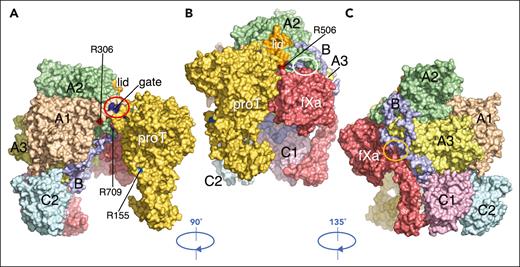 Putative complex of fV short bound to prothrombin and fXa. Complex of prothrombin (yellow) and fXa (red) bound to fV short (colored as in Figure 2) generated by replacing fVa in the prothrombin-prothrombinase complex16 with the cryo-EM structure of fV short, without further optimization. Overall, the structure of fV short accounts for its fVa-like activity1,5,8,9,14 and points to modest conformational changes needed to optimize interaction with prothrombin and fXa. (A,B) Prothrombin aligns along the C2, A1, and A2 domains and makes no contacts with the B domain. The site of cleavage at R320 (not visible) penetrates the active site of fXa to promote activation along the meizothrombin pathway,16 whereas R271 (not visible) and R155 (light blue) remain widely separated from the enzyme. A backbone clash (red oval) involves the segment 260LDEDSDRAIE269 preceding the site of cleavage of prothrombin at R271 and the segment 693DADYDYQNRL702 of the A2 domain that includes the gate (blue). The clash is triggered by the repositioning of the lid (orange) and removes the important interaction between R271 and D697 of the gate (shifted 12 Å) that directs R320 to the active site of fXa.10,16 Removal of the clash would require slight rearrangement of the gate and/or the A chain of prothrombin. (B,C) fXa aligns along the A2, A3, and C1 domains of fV short. Repositioning of the lid removes numerous interactions with fXa observed in the prothrombinase complex16 and exposes the acidic segment 658PDDDEDSYEIFEPP671 (Figure 2A and 4A) for possible new contacts with the enzyme (white oval). The proximity of this segment to the AR generates an extended surface of negative electrostatic potential (supplemental Figure 4) for the engagement of the protease domain of fXa and explains how intramolecular interaction of this region with the BR in fV may keep the cofactor in its inactive state.1,5-7,9,53 In fV short, this region likely engages the basic C-terminal end of TFPIα, leading to compromised fVa-like activity.7 The proximity to R506 also explains the TFPIα difficult interaction with fVLeiden (R506Q)54,55 and its ability to protect R506 from APC cleavage.27 A backbone clash (orange oval) involves the AR segment 1530INSSRDPDNIAAVYLR1545 of fV short with the segment 86RKLCSLDN93 of the EGF2 domain of fXa. Removal of this clash would require a modest (<3 Å) relative rearrangement of the 2 segments. No significant clashes involve fXa and other regions of the B domain, including the I755-L1459 junction at the splice site of our construct (Figure 3A).