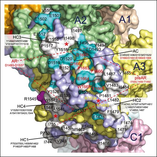 Functional epitopes of the B domain of fV short. Surface representation of the portion of the B domain bound to the A3 and A2 domains of fV short (Figure 2B) that contains the entire AR (residues 1493-1537) and its preceding segment preAR (residues 1458-1492) housing the hydrophobic patch 1481PLVIVG1486 important for recognition of TFPIα.26,29,33 Residues of the B domain are colored in white (A, F, I, L, M, P, V, W, and Y), cyan (D and E), and light blue (all others) to emphasize the contribution of HCs and acidic residues in the preAR and AR. Intramolecular interactions within the B domain (red ∗) include a hydrophobic coupling between L1544 and I755 near R1545, a H-bond between the side chains of R1534 and N1480 and a hydrophobic contact between I1498 and Y1518. A stronger H-bond connects R1534 to E1668 (cyan) in the A3 domain and anchors the R1534-N1480 interaction to the surface of the A3 domain. The segment I755-L1544 defines 4 HCs and a patch of acidic residues (AC). HC1 occupies the bottom of the B domain and contains 7 residues in a linear arrangement. HC1 continues with the hydrophobic patch 1481PLVIVG148629 as part of HC2 that also includes F1474, L1475, F1479, and L1487. Residues P1663, W1665, and F1666 nearby are colored in white on the surface of the A3 domain, with F1666 interacting with V1487 in HC2. The B domain continues with HC3 that ties the ascending and descending portions of the B domain through an interaction between I1498 and Y1518. The B domain terminates at R1545 with HC4, where L1544 contacts I755 in HC1. The HCs and AC of the B domain of fV short may orchestrate recognition of the C-terminal basic region of TFPIα and its synergistic inhibition of fXa with PS in the fV short/TFPIα/PS/fXa complex. In fV, the HCs and AC of the B domain likely provide the locale for intramolecular engagement of the BR in the B domain that keeps the cofactor in its inactive state. A recent model of the AR has proposed epitopes for binding the BR and the basic C-terminal end of TFPIα.56 Interestingly, the model identifies a hydrophobic core of 9 residues (I1495, I1497, F1498, V1503, I1513, V1516, Y1518, Y1522, and I1530) that may assist the acidic residues E1507, D1509, D1514, D1519, and D1520 in the binding interactions. The general organization is consistent with the features emerged from the cryo-EM structure of fV short, but several residues in the proposed epitopes of the AR56 are unlikely to contribute to binding. Specifically, (i) the 9 hydrophobic residues do not arrange in a well-defined core, with I1495, V1503, and I1530 being widely separated (up to 24 Å); (ii) the side chains of Y1518 and Y1522 are not exposed to solvent; and (iii) E1507 and D1509 are part of the 1507EDDY1510 wedge and completely buried under the A2 domain (Figure 4B).