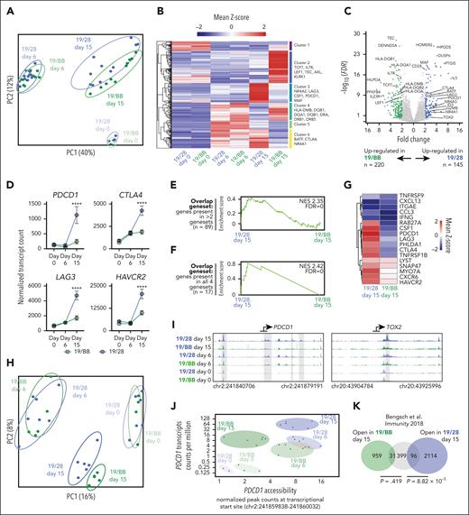Chronic activation of costimulatory domains directs distinct genomic activity. (A) Principal component analysis of bulk RNAseq of 19/28 and 19/BB cells on days 0, 6, and 15. (B) Heatmap of DEGs between day-15 19/28 cells and day-15 19/BB cells. (C) Volcano plot of day-15 DEGs. n = 1 donor for day-0 samples and n = 4 donors for days 6 and 15, all performed in technical triplicates. (D) Normalized transcript counts of key exhaustion markers over time. Significance determined using two-way ANOVA. (E-F) Gene set enrichment analysis of genes present in panel D >2 of 4 gene sets (E) and all 4 human TIL exhaustion gene sets (F). (G) Heatmap of day-15 sample expression of genes present in all 4 human TIL exhaustion gene sets. (H) Principal component analysis of ATAC sequencing of 19/28 and 19/BB cells at days 0, 6, and 15. n = 2 donors for all time points performed in technical triplicates. (I) Gene tracks at transcriptional start sites of PDCD1 and TOX2 reflecting chromatin accessibility. (J) Correlated transcript count and transcriptional start site accessibility for PDCD1 over time. (K) Overlap of genes with increased accessibility in exhausted T cells (as defined22) and genes with increased accessibility in dysfunctional 19/28 or 19/BB cells. ∗∗∗∗P < .0001.