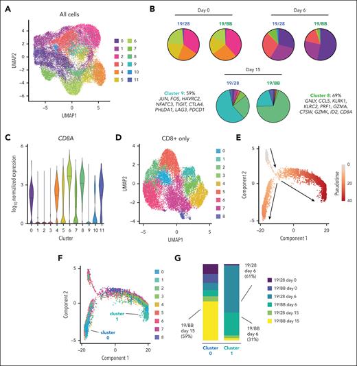 Single-cell analysis reveals that dysfunctional 41BB CAR T cells are a unique terminal state. (A) Uniform manifold approximation and projection (UMAP) of 19/28 and 19/BB cells over time. (B) Proportion of each cluster present in each sample. (C) CD8A expression in each cluster. (D) Reclustering of CD8A-expressing 19/28 and 19/BB cells from days 0, 6, and 15. (E) Pseudotime analysis of CD8 cells. (F) Mapping of CD8 clusters onto pseudotime. (G) Proportion of each sample contained in terminal CD8 clusters 0 and 1.