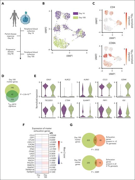 Failing CAR T cells express a dysfunctional 41BB CAR T-cell signature. (A) Peripheral blood cells from a patient who received tisagenlecleucel for diffuse large B-cell lymphoma were collected 14 and 100 days after infusion and purified for CAR-expressing cells. (B) UMAP of day-14 and day-100 cells. (C) Expression of CD4 and CD8A in peripheral blood CAR T cells. (D) Overlap between in vitro–defined signature of 41BB-driven dysfunction and genes defining day-100 cell identity. Significance of overlap determined using Fisher exact test. (E) Expression of top 10 driver genes in day-14 and day-100 cells. (F) Log2 fold change in expression of master exhaustion genes in day-100 cells compared with that in day-14 cells. (G) Overlap between genes defining day-100 cell identity and TIL exhaustion signatures. Significance of overlap determined using Fisher exact test.