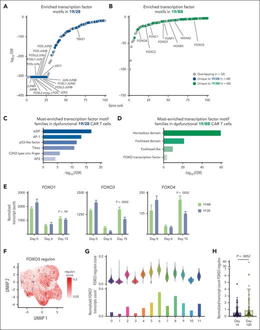 TBBD cells demonstrate reactivation of FOXO3. (A-B) Transcription factor motif analysis demonstrates increased accessibility of (A) AP1 sites in 19/28 cells and (B) HOX and FOX sites in 19/BB cells as cells progress from resting to dysfunctional. (C-D) Pathway enrichment analysis of unique sites with increased accessibility in (C) 19/28 cells and (D) 19/BB cells. (E) Expression of FOXO1, FOXO3, and FOXO4 transcripts over time. Significance determined using two-way ANOVA. (F) Expression of the FOXO3 regulon in 19/28 and 19/BB cells collected on days 0, 6, and 15. (G) FOXO3 regulon score for each scRNAseq cluster (top) and normalized FOXO3 transcript count for each cluster (bottom). (H) Expression of FOXO3 regulon in day-14 and day-100 cells collected from patient peripheral blood. Significance determined using Mann-Whitney test.