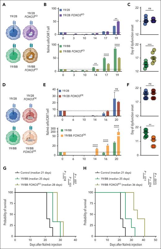 Manipulation of FOXO3 affects 41BB-based CAR T-cell function. (A) Representation of FOXO3KO cells being evaluated. (B) Target Nalm6 cells per CAR T cells over the course of chronic stimulation. Representative data from n = 3 donors. (C) Day of dysfunction onset as measured based on the first day of T-cell contraction or loss of tumor control. Data from n = 3 independent donors. (D) Representation of FOXO3OE cells being evaluated. (E) Target Nalm6 cells per CAR T cells over the course of chronic stimulation. Representative data from n = 3 donors. (F) Day of dysfunction onset as measured by first day of T-cell contraction or loss of tumor control. Data from n = 3 independent donors. (G) Survival of mice after treatment with 0.125 × 106 CAR T cells. Significance determined using log-rank test. (H) Survival of mice after treatment with 0.5 × 106 CAR T cells. Significance determined using log-rank test. For both experiments n = 5 mice per group. ∗∗P < .01; ∗∗∗P < .001; ∗∗∗∗P < .0001. ns, not significant.
