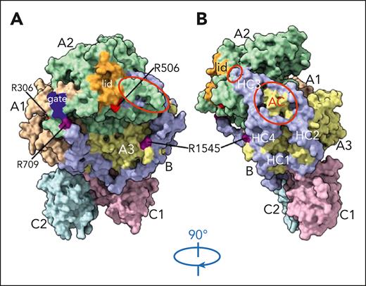Structure of FV short. The structure, shown in front (A) and side (B) views, includes all residues of the native FV short protein (except 1 B domain residue encoded by the codon that spans the FV short splicing junction). The A1 (wheat), A2 (pale green), and A3 (pale yellow) domains are arranged in a triangular fashion on top of the phospholipid binding C1 (light pink) and C2 (pale cyan) domains. The B domain (light blue) spans from R709 to R1545 and wraps around the A domains. The thrombin-cleavage sites at R709 and R1545, as well as the partially exposed APC-cleavage sites at R306 and R506, are shown. The “gate” and “lid” regions of the A2 domain are highlighted in blue and orange, respectively. The exposed acidic segment of the A2 domain and the portions of the B (and A3) domains contributing to the negatively charged surface that may serve as binding site for the protease domain of FXa and the basic region of TFPIα are encircled in red. The approximate locations of the 4 hydrophobic clusters (HCs) surrounding the acidic cluster (AC) are marked in white. HC2 contains the PLVIVG hydrophobic patch required for synergy with PS in the TFPIα-mediated inhibition of FXa. Adapted from Figure 2 in the article by Mohammed et al that begins on page 3215.
