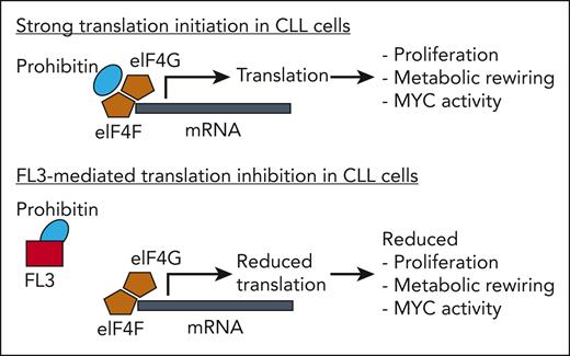 Prohibitins directly binding to the eukaryotic translation initiation complex (shown here are the factors eIF4G and eIF4F) promote strong translation initiation, which results in CLL cell proliferation, metabolic rewiring, MYC activity, and other effects (not shown). FL3 directly binds to prohibitins, thereby replacing them from the translation initiation factors. As a consequence, translation initiation is reduced, causing reduced proliferation, metabolic rewiring, and MYC activity in CLL cells.