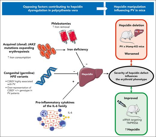 In PV, opposing factors influence hepcidin expression in the liver. Expanded erythropoiesis and phlebotomies contribute to ID, which inhibits hepcidin. Congenital variants in the HFE gene (ie, C282Y known to be associated with hemochromatosis) may further worsen hepcidin deficiency. In contrast, inflammatory cytokines (via the GP130-coupled receptor pathway) stimulate hepcidin. The resulting variable degree of hepcidin suppression influences the phenotype severity, as suggested by manipulation of hepcidin in experimental models.